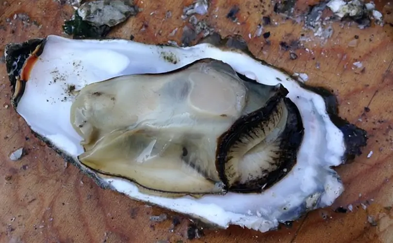 Aphrodisiacs and the Function of the Erectile Organ